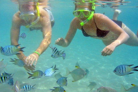 Half Day Dolphin Kayaking And Snorkeling Tour - Perths Hotel 4