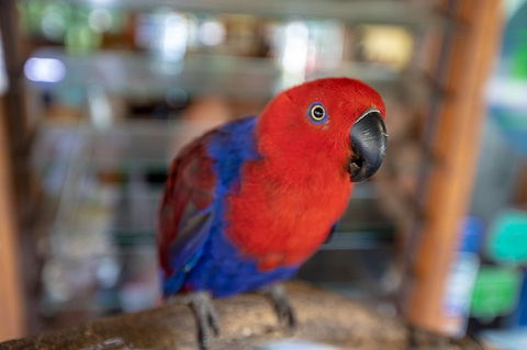 Daintree Rainforest, Cape Tribulation And Bloomfield Track Small Group Tour - Perths Hotel 14