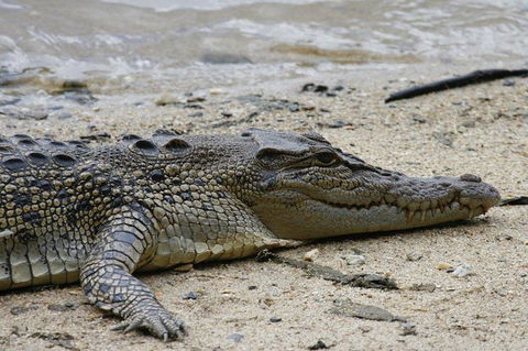 Daintree Rainforest, Cape Tribulation And Bloomfield Track Small Group Tour - Perths Hotel 8