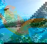 Guided Snorkel with Fish Tour at Cook Island Aquatic Reserve