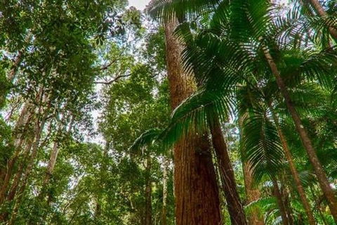 3-Day Fraser Island Hiking And 4WD Adventure From Hervey Bay - Perths Hotel 1