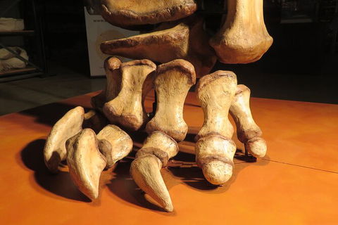 Australian Dinosaur Giants Tour - Perths Hotel 3