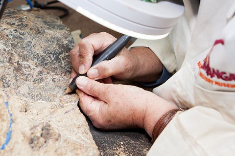 Australian Dinosaur Giants Tour - Perths Hotel 2