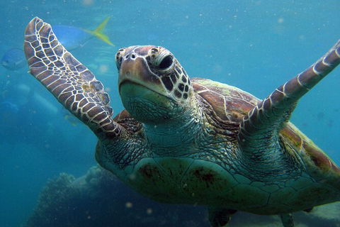 2 Night Whitsunday Islands Cruise On Atlantic Clipper From Airlie Beach - Perths Hotel 6