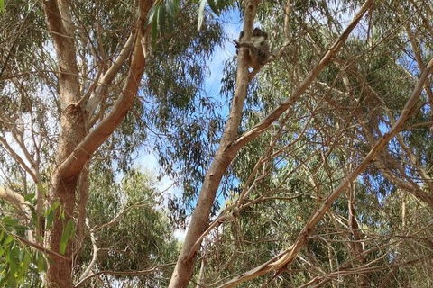 Kangaroo Island 4WD - Best Of KI In 2 Days - Perths Hotel 5