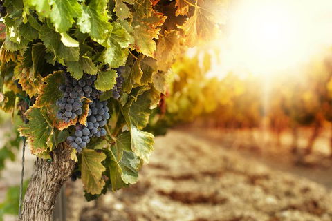 Kangaroo Island Half Day Food And Wine Trail Tour - Perths Hotel 0