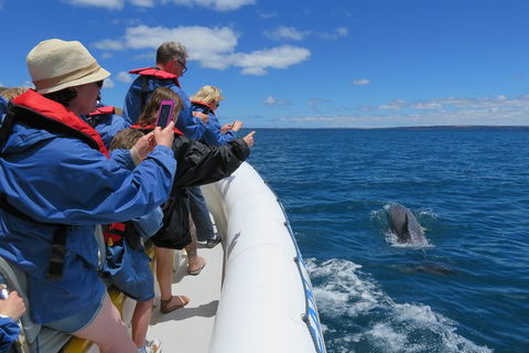 Kangaroo Island 75-Minute Ocean Safari - Perths Hotel 5