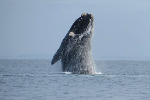 Kangaroo Island 75-Minute Ocean Safari - Perths Hotel 1