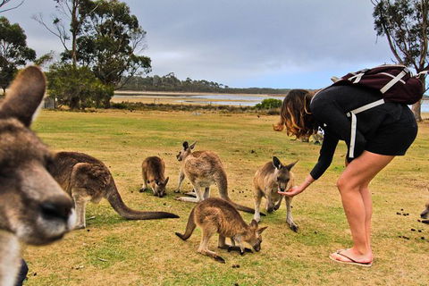 4-Day Fabulous Tasmania Tour: Wineglass Bay, Port Arthur, Devils & Bruny Island - Perths Hotel 5