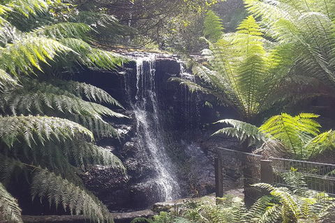Mt. Wellington Morning Hike + Afternoon Beer & History Walk - Perths Hotel 16