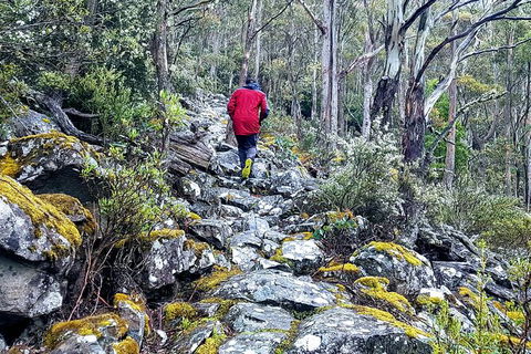 Mt. Wellington Morning Hike + Afternoon Beer & History Walk - Perths Hotel 8