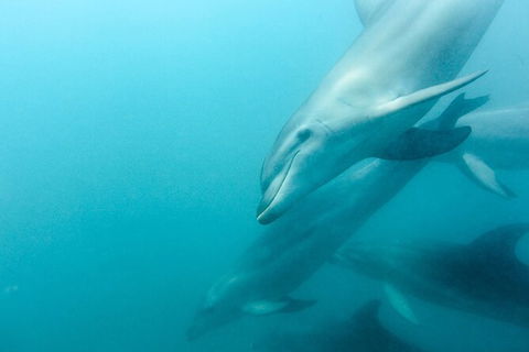 Dolphin And Seal Swim Reef Snorkel Boat Tour Mornington Peninsula - Perths Hotel 12