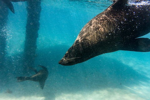 Dolphin And Seal Swim Reef Snorkel Boat Tour Mornington Peninsula - Perths Hotel 7