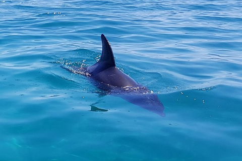 Dolphin And Seal Swim Reef Snorkel Boat Tour Mornington Peninsula - Perths Hotel 2