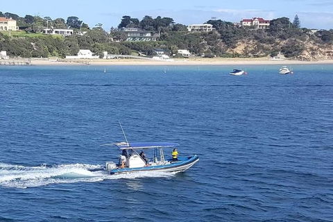 Dolphin And Seal Swim Reef Snorkel Boat Tour Mornington Peninsula - Perths Hotel 14
