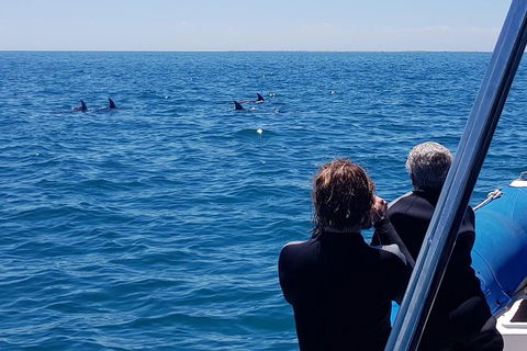 Dolphin And Seal Swim Reef Snorkel Boat Tour Mornington Peninsula - Perths Hotel 13