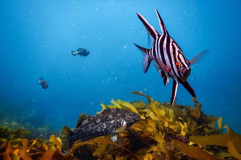 Dolphin And Seal Swim Reef Snorkel Boat Tour Mornington Peninsula - Perths Hotel 5
