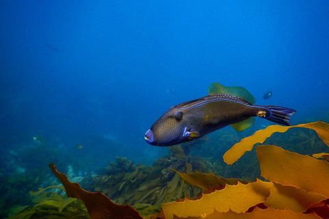 Dolphin And Seal Swim Reef Snorkel Boat Tour Mornington Peninsula - Perths Hotel 9
