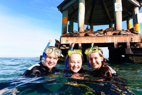 Dolphin And Seal Swim Reef Snorkel Boat Tour Mornington Peninsula - Perths Hotel 4