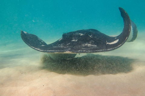 Dolphin And Seal Swim Reef Snorkel Boat Tour Mornington Peninsula - Perths Hotel 15