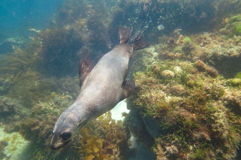 Dolphin And Seal Swim Reef Snorkel Boat Tour Mornington Peninsula - Perths Hotel 3