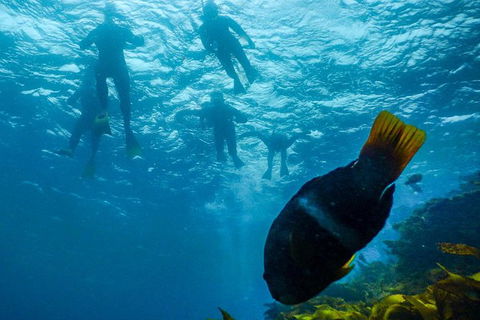 Dolphin And Seal Swim Reef Snorkel Boat Tour Mornington Peninsula - Perths Hotel 1