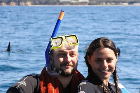 Dolphin And Seal Swim Reef Snorkel Boat Tour Mornington Peninsula - Perths Hotel 18