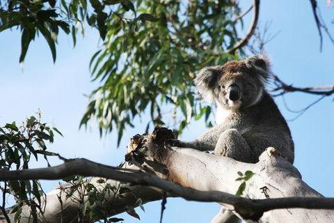 Great Ocean Road Walk & 12 Apostles Private Luxury Tour - 3 Days - Perths Hotel 5