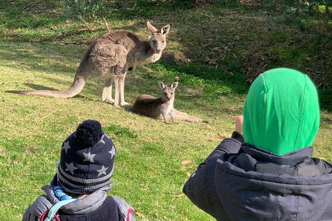 Great Ocean Road Express Private Tour - A Highlights Tour With A Local (8 Hours) - Perths Hotel 2