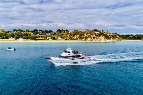 Half-Day Mornington Peninsula Dolphin And Seal Swim From Sorrento - Perths Hotel 1