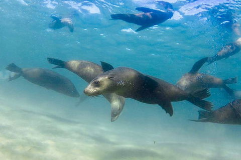 Half-Day Mornington Peninsula Dolphin And Seal Swim From Sorrento - Perths Hotel 4