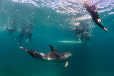 Half-Day Mornington Peninsula Dolphin And Seal Swim From Sorrento - Perths Hotel 0
