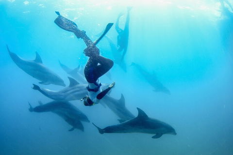 Half-Day Mornington Peninsula Dolphin And Seal Swim From Sorrento - Perths Hotel 3