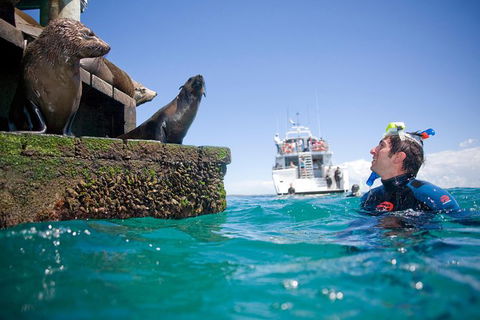 Half-Day Mornington Peninsula Dolphin And Seal Swim From Sorrento - Perths Hotel 2