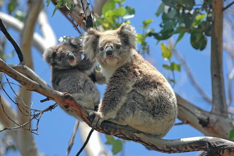 LGBT+ Friendly 2 Day Private Tour Great Ocean Road + Phillip Island - Perths Hotel 1