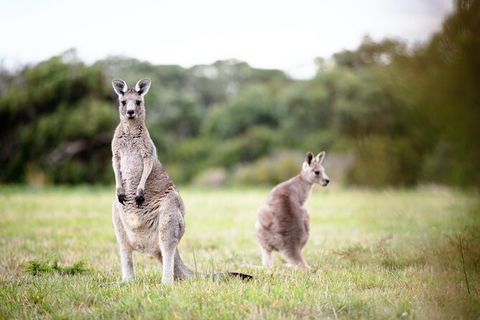 LGBT+ Friendly 3 Day Tour The Grampians, Daylesford & Ballarat - Perths Hotel 2