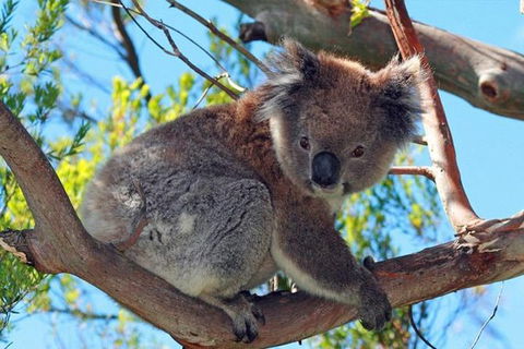 Great Ocean Road Private Tours (Up To 7 Persons) - Perths Hotel 1