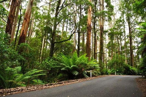 Great Ocean Road Private Tours (Up To 7 Persons) - Perths Hotel 2