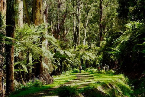 Private Aqueduct To California Redwoods Hiking Tour - Perths Hotel 2