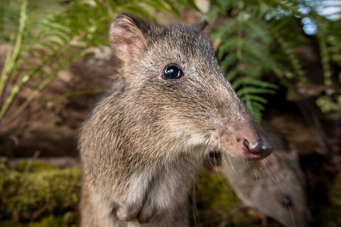 Walk With Wildlife: Guided Tour In Great Ocean Road - Perths Hotel 1