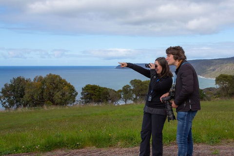 Walk With Wildlife: Guided Tour In Great Ocean Road - Perths Hotel 5