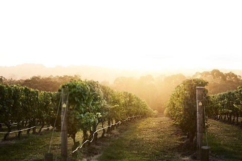 Mornington Peninsula 2-6 Guests Lunch Rare Hare Or Merricks General Wine Store - Perths Hotel 2