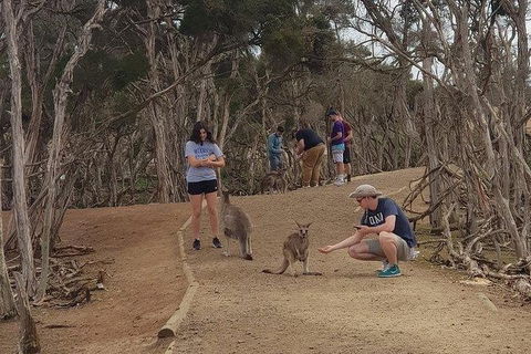 Phillip Island Penguin And Wildlife Tour - Perths Hotel 34