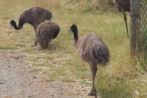 Phillip Island Penguin And Wildlife Tour - Perths Hotel 32