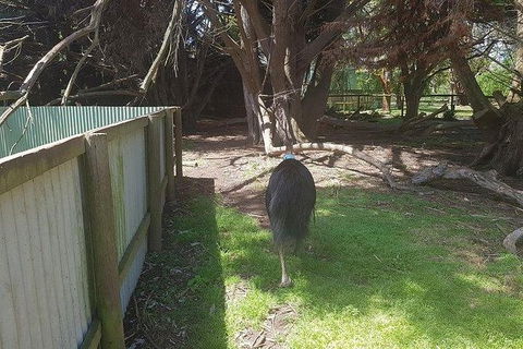 Phillip Island Penguin And Wildlife Tour - Perths Hotel 5