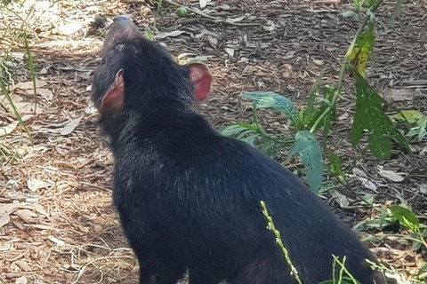 Phillip Island Penguin And Wildlife Tour - Perths Hotel 26