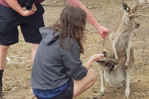 Phillip Island Penguin And Wildlife Tour - Perths Hotel 12