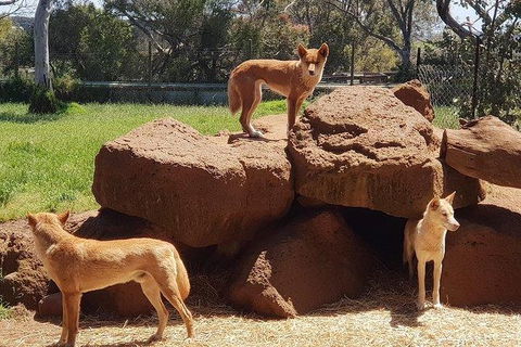 Phillip Island Penguin And Wildlife Tour - Perths Hotel 7