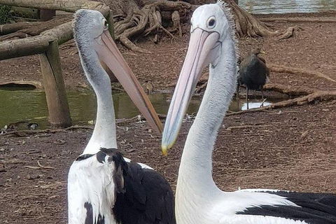 Phillip Island Penguin And Wildlife Tour - Perths Hotel 6
