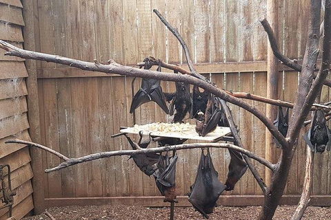 Phillip Island Penguin And Wildlife Tour - Perths Hotel 31